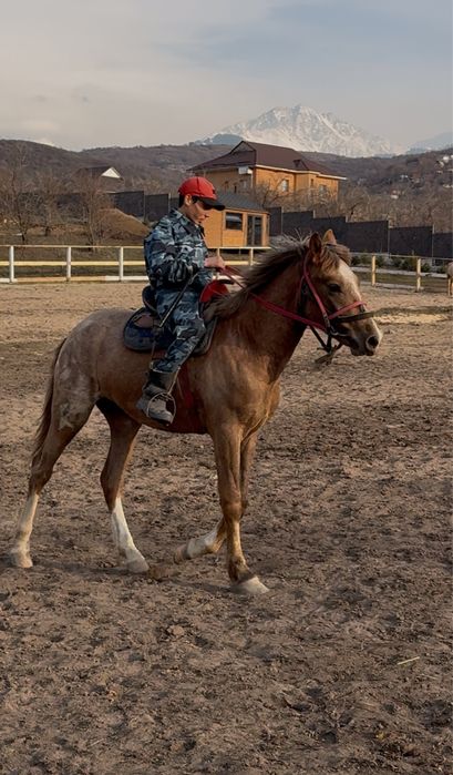 Продается жеребец англ-араб.