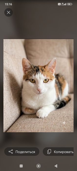 Котёнок кот кошка