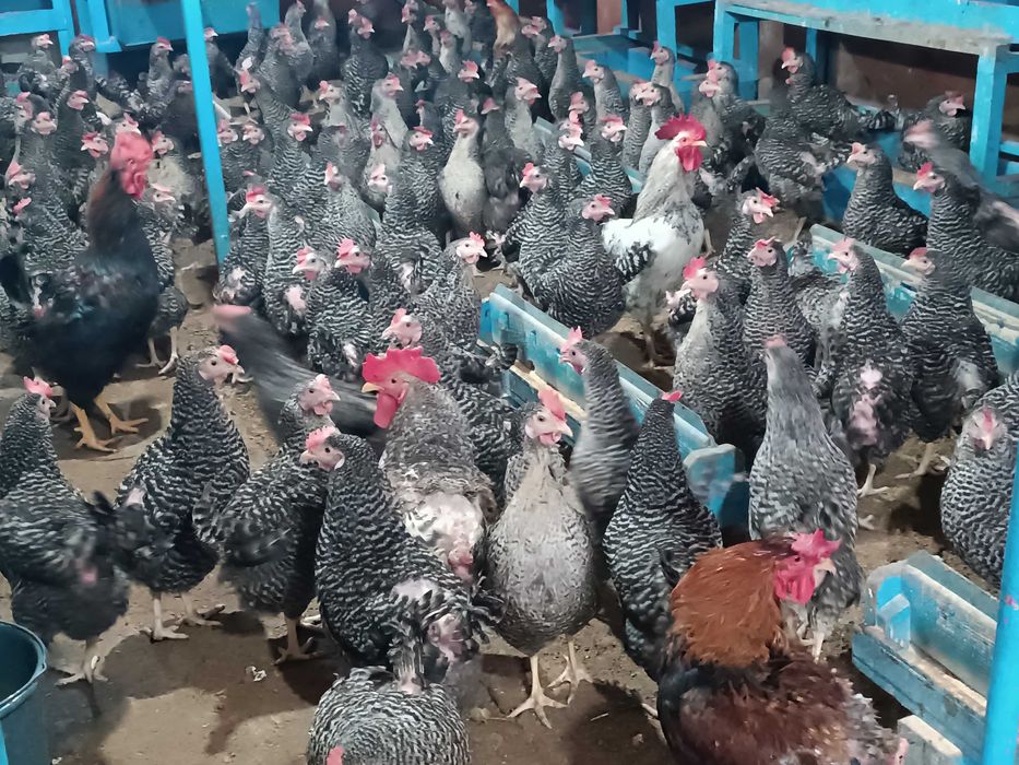 Pui de Vânzare și Servicii de Incubație Martie 2026