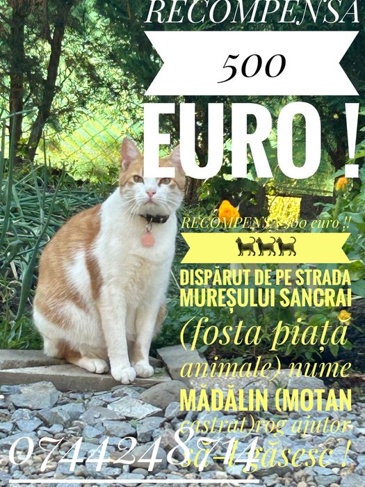 Pisica zona sancrai (fosta piata de animale)strada muresului