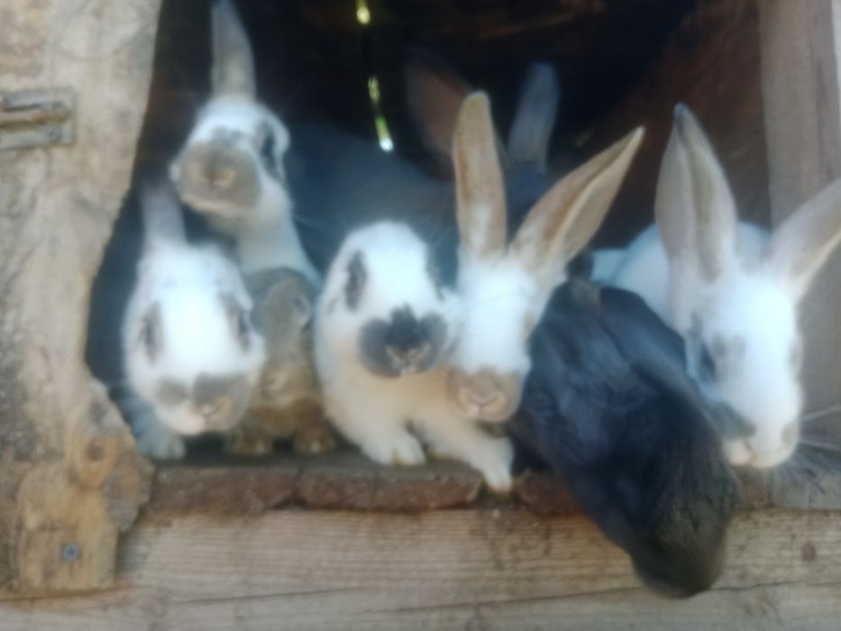 Продам живых крольчат .