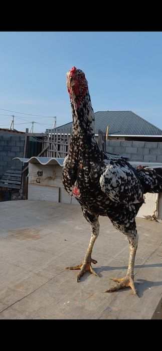 Дакан тауық сатылады.