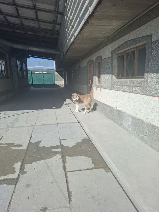 Алабай 1,5 года домашный