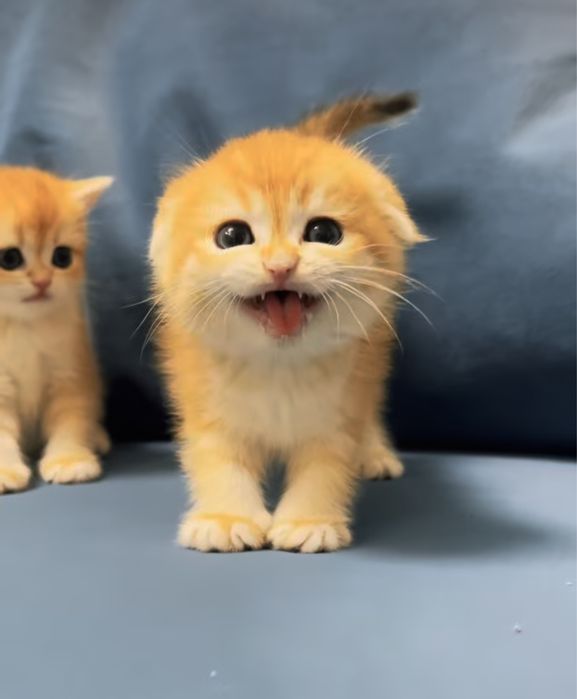 Котята шиншилята