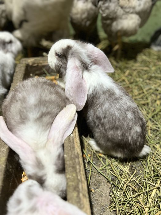 Французский вислоухи кролик