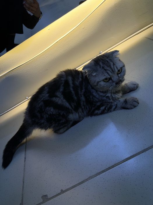 Мысык сатылады Шотландский вислоухий