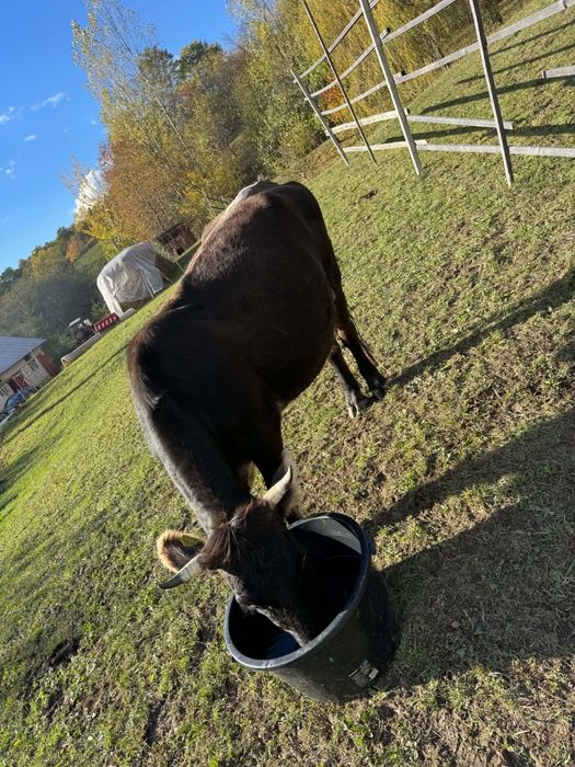 Vaca de vanzare