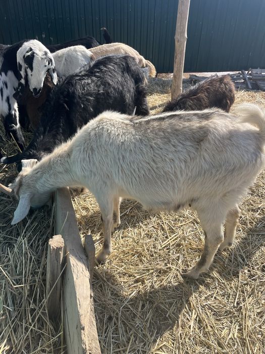 Ешкілер сатылады