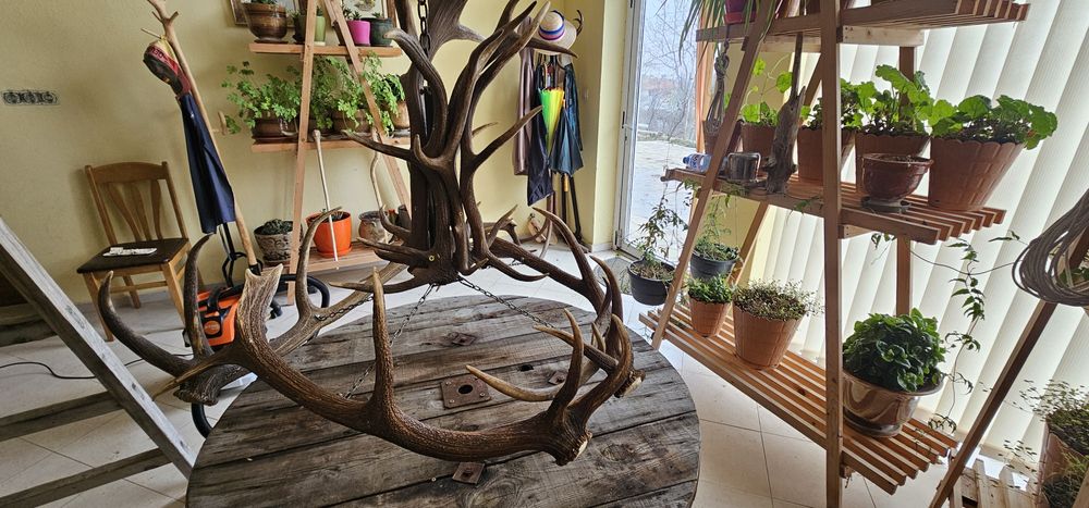 Полюлей от еленски рога