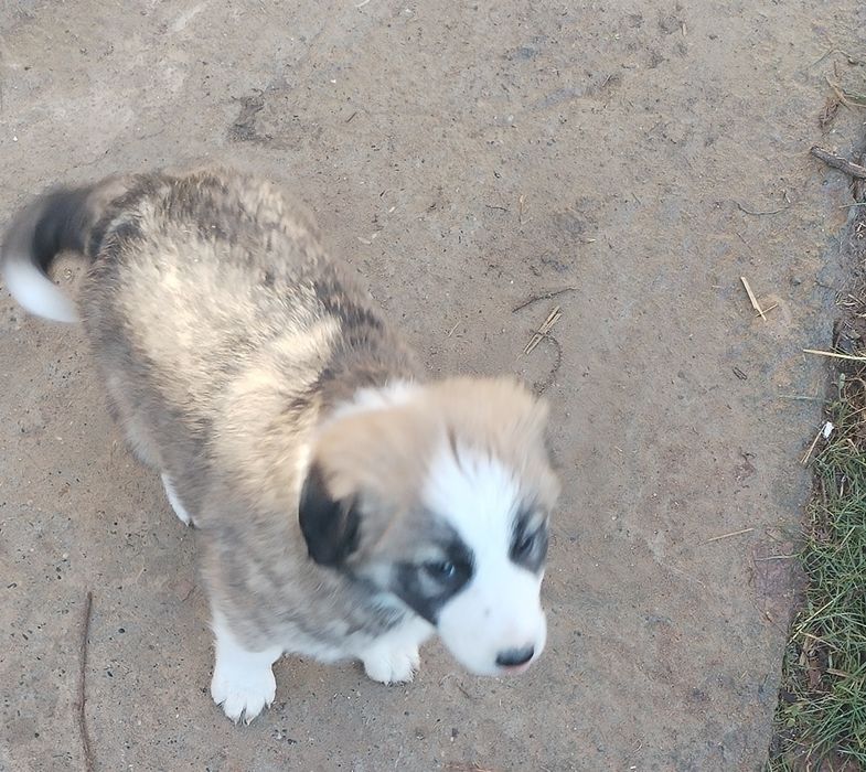 Щенки 1,5 месяца