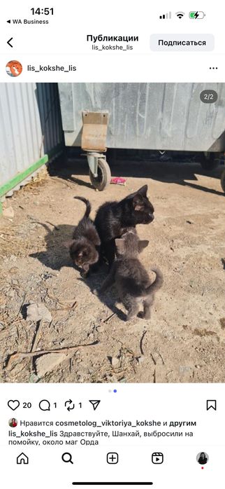 Котенок мальчик бесплатно