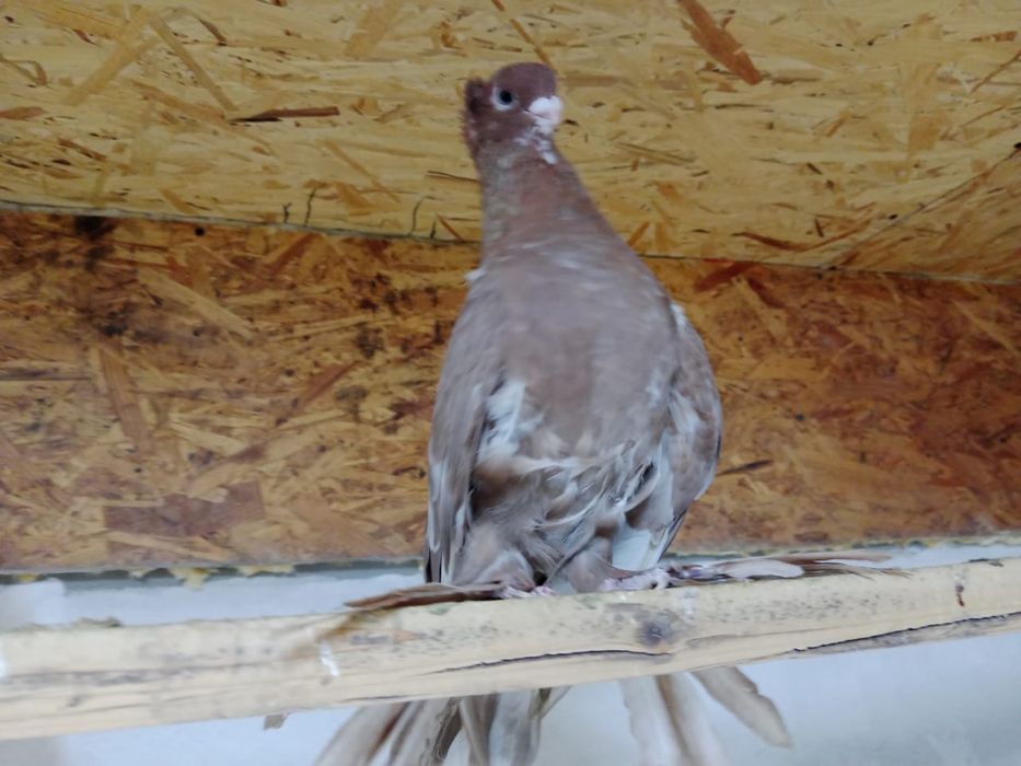 Продам   голубя
