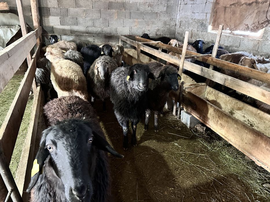 Семіз байланған қой сатылады