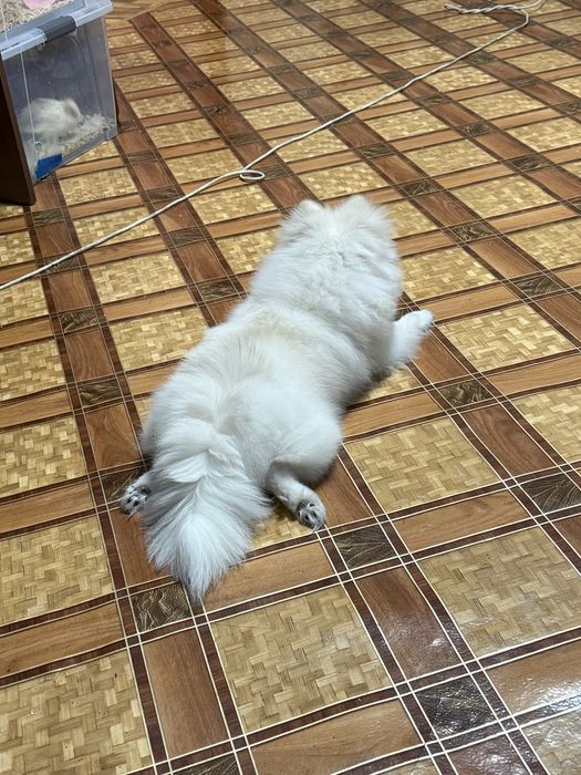 Шпиц с родословной