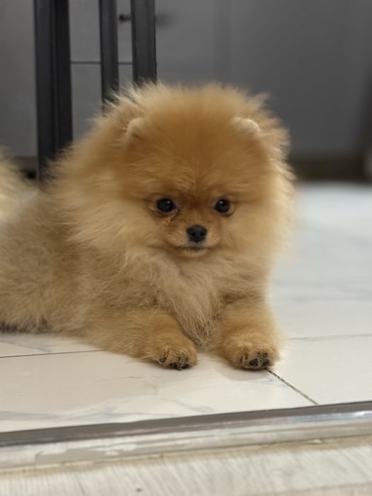 Померанский шпиц (крохотная девочка)