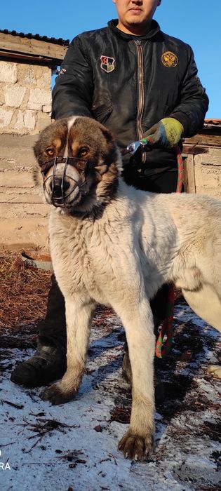 Щенки алабая. 20 дней.