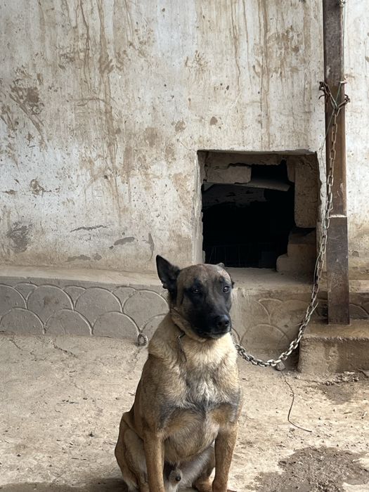 Бельгийская  Овчарка