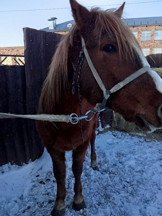 Продаётся жеребец