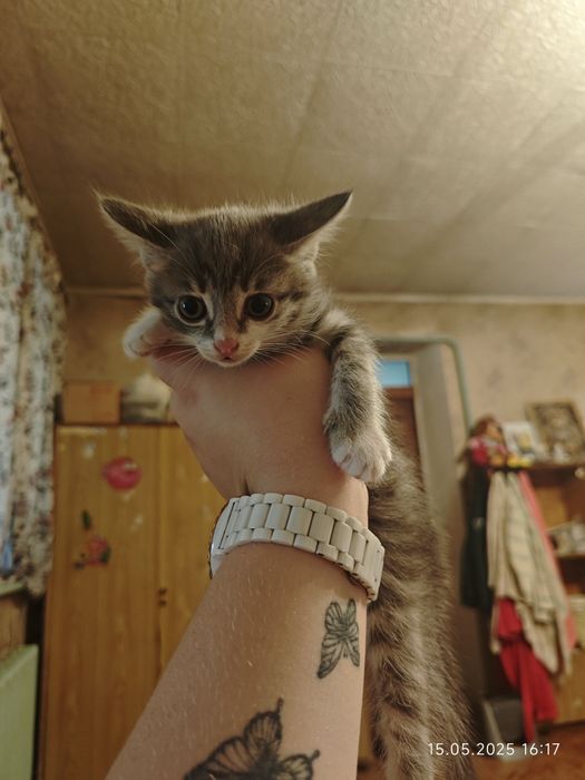 В хорошие руки котят