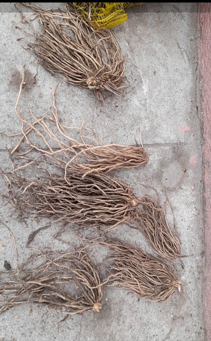 Vind coroane sparanghel