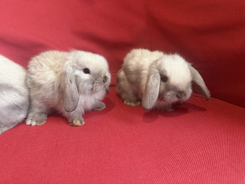 Vand pui berbec pitic holland lop