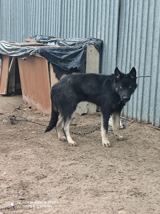 Овчарка сатылады күшік 6 айлық