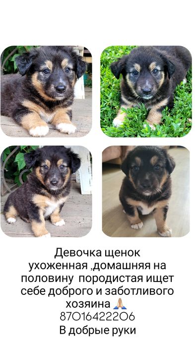 Отдам в добрые руки щенков