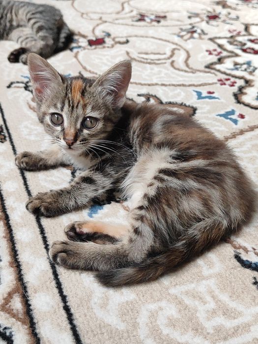Отдам котята бауырластар 2