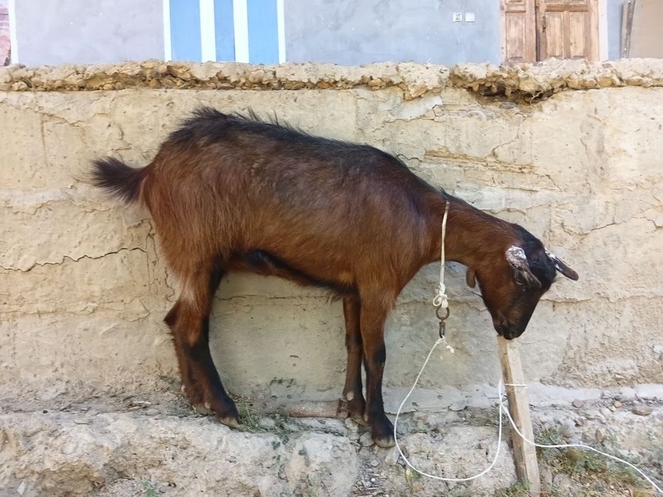 ZANEN.  Zotdor echki sotiladi.