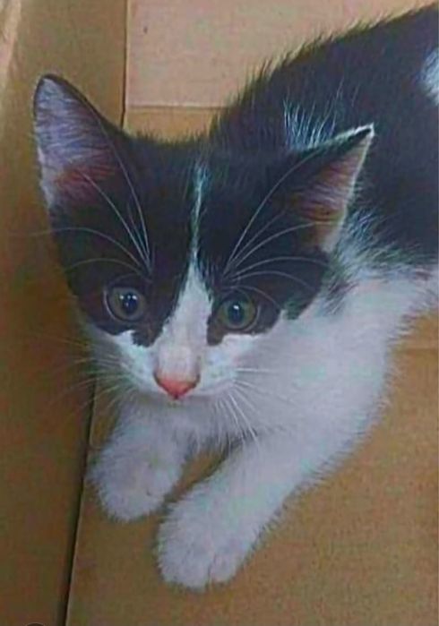 Отдам милых котят!
