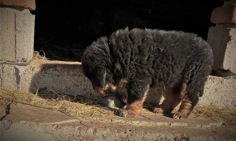 Cățeluș de Mastiff Tibetan, rasă pură
