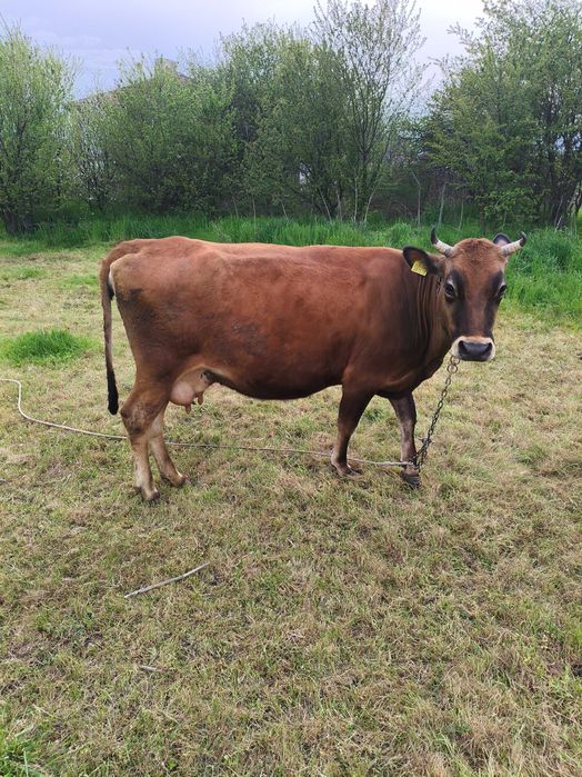 Продавам крава БРГ