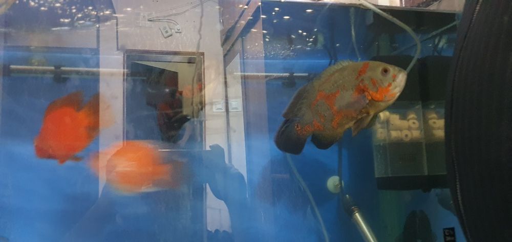 Astrnatuslar kotta tayor restaranlarga kotta akvalaga