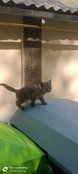 Дарю котенка девочка 1.5 месеца