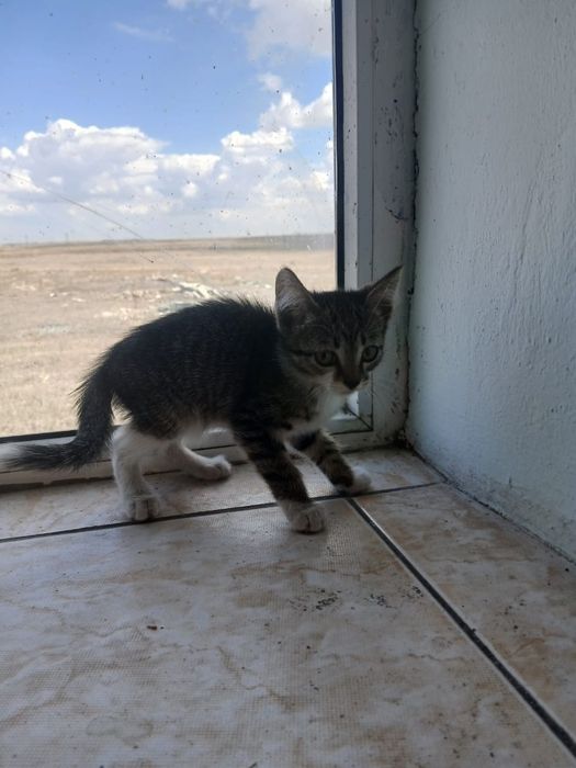 Отдам      котят