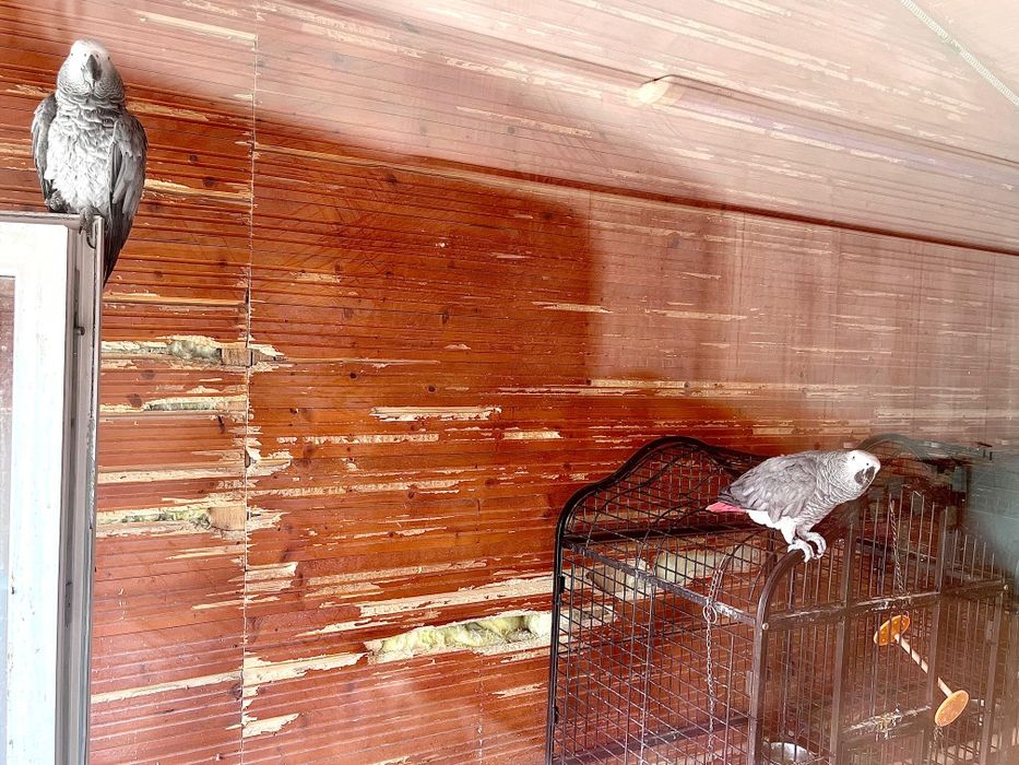 Vând 2 Papagali Jako (Grey African) cu inel