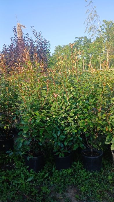 Photinia gard viu ofertă