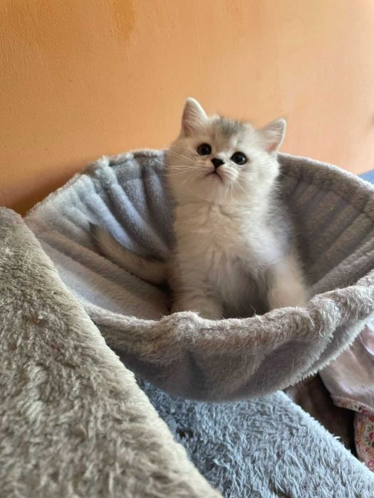 Продавам британски котки