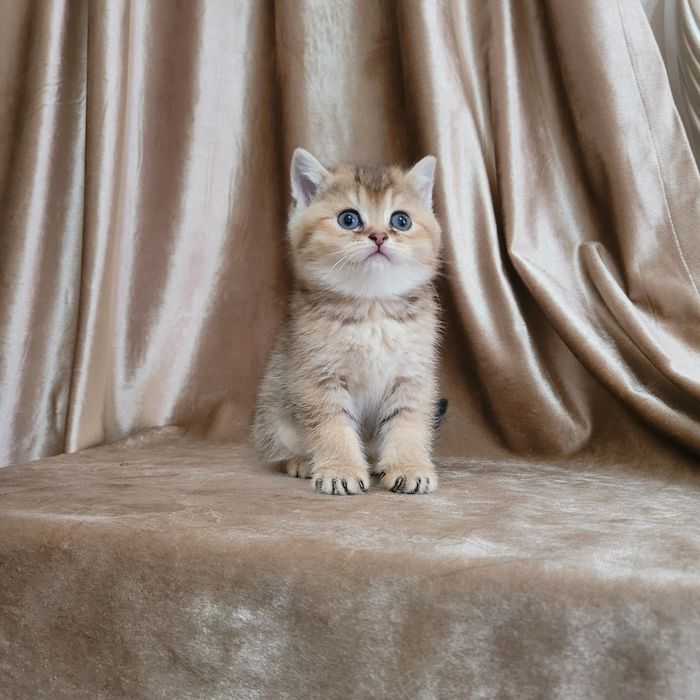 Scotish fold va britan