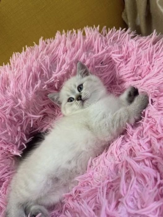 Британска късокосместа