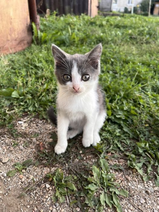 Котенок в добрые руки