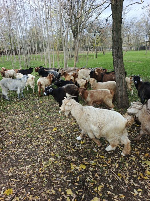 Vând 20 de capre și 2 țapii