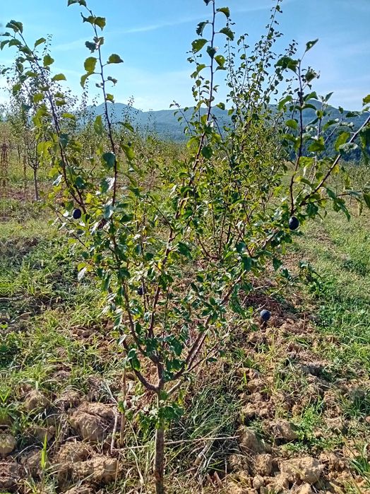 Продава се Земеделски имот в с. Осиковска Лакавица, Област София-област -  кв.м за 42 €/дка - Снимка #3