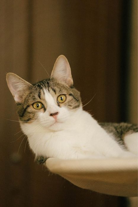 Котик 8 месяцев ищет дом