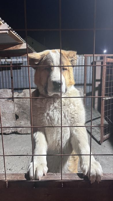 Продам щенка алабай