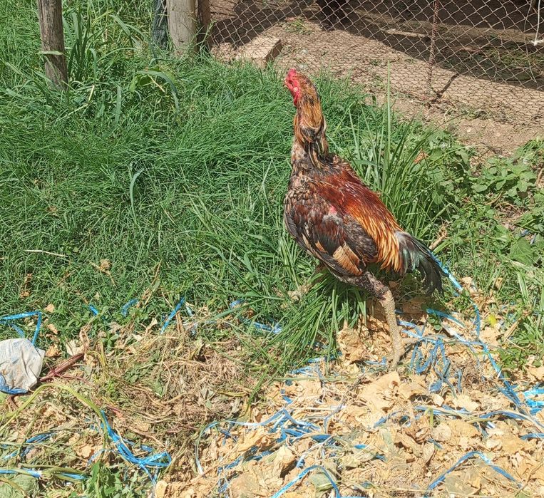 Dakan xoʻroz bir yillik