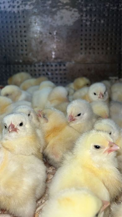 Vindem pui carne si rasa mixta