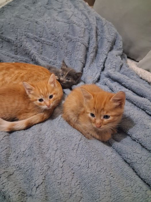 Отдам котят в добрые руки