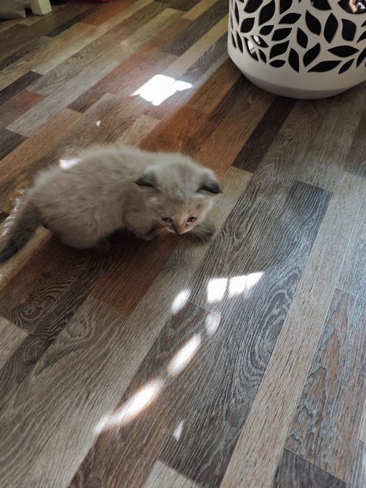 Котята шотландцы