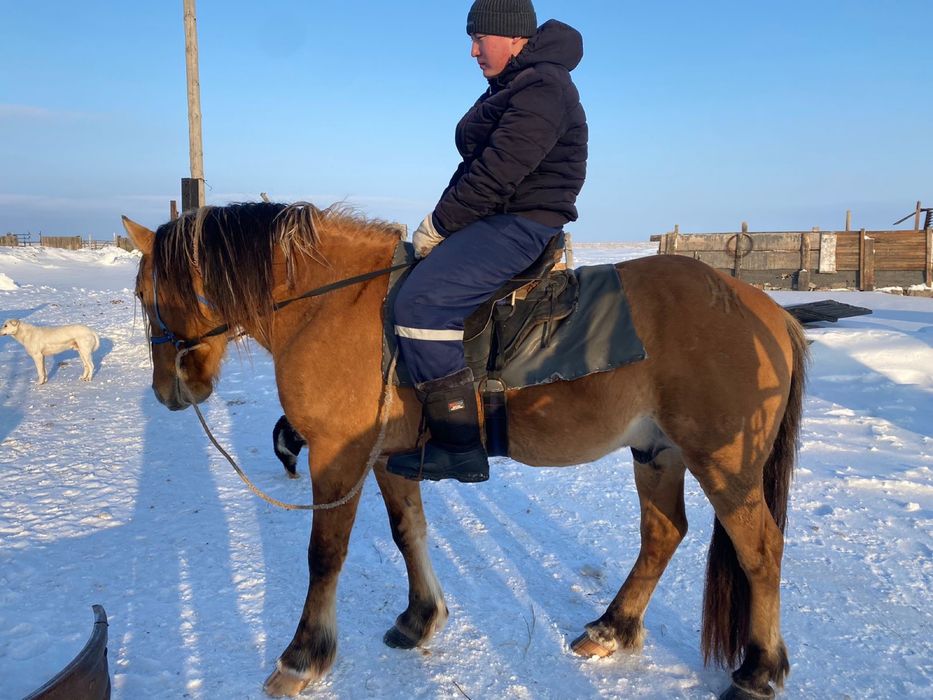 Продам айгыр мугалжар